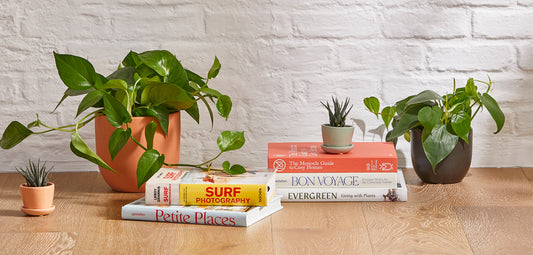 5 Indoor Garden Ideas That Are as Beautiful as They Are Beneficial