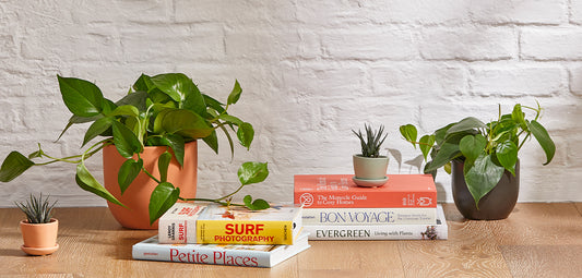 The Best Bedroom Plants and Their Benefits