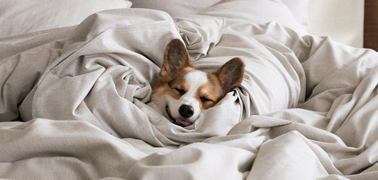 Heathered Cashmere in Fog | Happy dog wrapped in heathered cashmere sheets