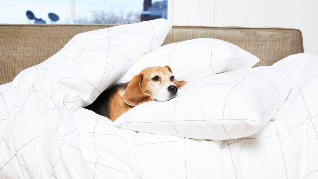 What Research Says About Sleeping With Your Dog